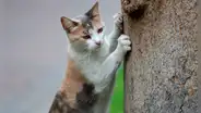 ¿Cómo saber si un gato es macho o hembra?