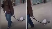 Joven se distrajo con su celular y no se percató de que su perrito se soltó de la correa: clip es viral