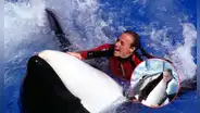La trágica historia de la entrenadora que fue asesinada por la orca que ella misma adiestró durante años: el cetáceo pesaba 5 toneladas