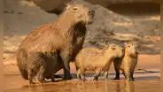 ¿Qué es un capibara o ronsoco? Conoce dónde vive, cuál es su nombre científico y qué come el animal más viral