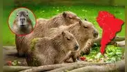 ¿Es capibara o ronsoco? Este es el roedor amazónico de Sudamérica más grande del mundo que es tendencia en redes