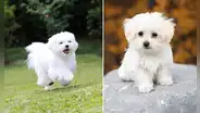 La raza de perro 'más cariñosa' no es el Golden Retrievers y estudio lo demuestra: "Crean lazos profundos con sus dueños"