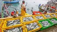 Hace 18 meses que pescadores artesanales esperan que PRODUCE publique reglamento de Ley 31749