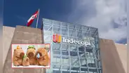 Caso 'capibara' en Indecopi: ¿es legal que una empresa registre su marca con el nombre de un animal? Esto dijo un especialista