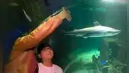 El acuario más grande del Perú está en Comas y exhibe hasta un tiburón: ¿cómo llegar a este paraíso marino en Lima Norte?