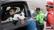 ¿Piensas viajar con tu mascota en el auto? Conoce las forma correcta de hacerlo para evitar multas, según el SAT