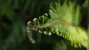 Científicos descubren que una de las especies más antiguas de la Tierra puede evolucionar 'hacia atrás'