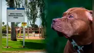 Tragedia en San Diego: joven de 26 años muere tras brutal ataque de tres perros XL Bully en parque