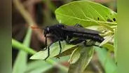 En estos 3 países de Sudamérica se encuentra la mosca más grande del mundo: mide 7 centímetros