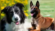 La raza de perro más inteligente del mundo en 2024, según un nuevo estudio científico: superó al border collie