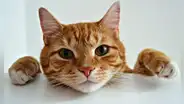 Científicos revelan que los gatos son más inteligentes que los humanos: son capaces de identificar palabras