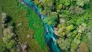 Este es el único río cristalino del mundo y se encuentra en Sudamérica: está rodeado de vegetación y fauna