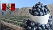 El secreto detrás del auge del arándano peruano que desbancó a Chile: se consolida como líder exportador en el mundo