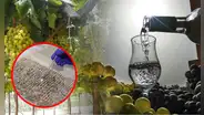 Estos son los documentos entregados a la Unesco que ratifican el origen del pisco peruano: el más antiguo es de 1587