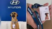 La historia del perrito callejero que fue adoptado por agencia de autos y ‘trabaja’ como asesor comercial