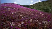 Este país de Sudamérica alberga el desierto más seco del mundo: se está llenando de flores debido a un raro fenómeno
