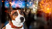 ¿Cómo proteger a tu mascota de la pirotecnia en Navidad y Año Nuevo este 2024?