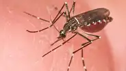 ¡Alerta en Piura! Aumento alarmante de casos de dengue: déficit hídrico como posible culpable