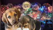 ¿Por qué los fuegos artificiales aterrorizan a las mascotas? Descubre cómo protegerlas este fin de año