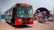 Delincuente convulsiona luego de ser detenido por asaltar a un pasajero en un bus de transporte público en Comas