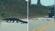 Captan a ‘mamá’ cocodrilo cruzando la carretera con sus crías y tierna escena es viral: “La familia Lacoste”
