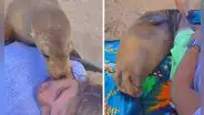 Lobo marino sorprende al acurrucarse junto a un bañista: "Hoy conocí la envidia"