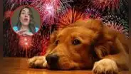 Una veterinaria da la guía definitiva para proteger a tu mascota de la pirotecnia en Año Nuevo: "Prepara una zona segura"