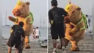 Captan a capibara ‘chocolatero’ en playa de Ancón y usuarios bromean: “Ronsoco bailarín”