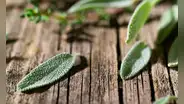 La planta que podría regular el azúcar en sangre y potenciar la memoria: ¿cuál es y cómo utilizarla?