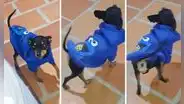 Perrito enternece en redes con su singular forma de caminar: “Parece Miss Universo”