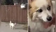 Perrito conmueve al esperar en su casa a familia fallecida en trágico accidente aéreo en Corea del Sur