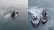 Espectáculo marino en Tacna: avistamiento de ballenas jorobadas y delfines sorprende a veraneantes