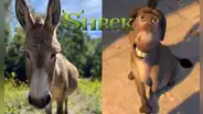 Murió Perry, el carismático burro que inspiró al icónico personaje de la película 'Shrek'