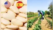 Pallar, el superalimento peruano que conquista los mercados de EE. UU. y España: se vendió por más de 2 millones de dólares
