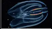 Así es el animal más antiguo de la Tierra que es capaz de fusionarse con otro: también habita en el mar de Perú
