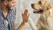 Investigadores de Harvard revelan el impacto positivo de las mascotas transformando la salud emocional de las personas