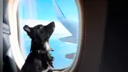 Viajar en avión con mi perro o gato: ¿qué necesito y cuánto cuesta?