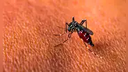 Mosquitos rojos, la innovación biotecnológica que 3 países de América Latina están probando contra el dengue