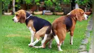 ¿Por qué nunca se debe separar a los perros que se quedan ‘pegados’? Esto dicen los expertos