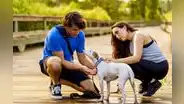 Temporada de verano: ¿Cómo identificar y tratar el golpe de calor en perros y gatos?