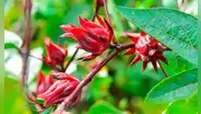 10 beneficios de la flor de jamaica: ¿para qué sirve y cómo se prepara?