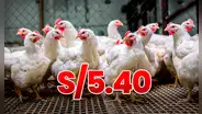 Baja el kilo del pollo a S/5.40 en Perú, pero Midagri advierte: "El precio mayorista es del ave viva, no beneficiada o en pie"