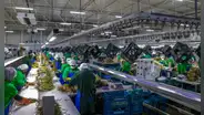 Proyecto Olmos: impacto de la obra que convirtió a Lambayeque en un eje clave de la agroexportación en Perú