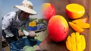 En estás regiones del Perú existen 33.000 hectáreas de mango: fruta de temporada genera 100.000 puestos de trabajo