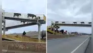 Vacas sorprenden al usar puente peatonal para cruzar la carretera y usuarios bromean: “Son civilizadas”