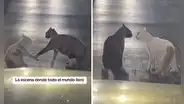 Gatitos protagonizan ‘romántica’ escena en plena calle y usuarios bromean: “Cat-drama”
