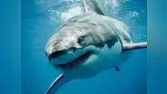 La sorprendente historia del tiburón blanco que apareció 4 veces en USA: autoridades de Florida lo reportaron