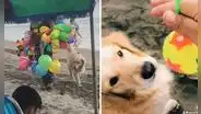 Perrito es viral al lograr que le compren una pelota en la playa: “Juguete para la bendición”