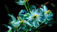 La 'flor de cristal': se vuelve transparente con la lluvia y crece únicamente en 3 países