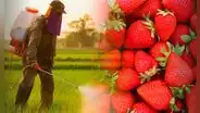Perú vende fresas de alta calidad a EE. UU. y Europa, pero las que comen los peruanos superan 13 veces los límites legales de pesticidas